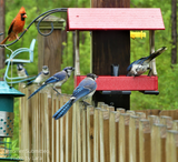 Customer submitted photo by Lara: Blue Jays and a Northern Cardinal at a red bird feeder on a wooden fence with vibrant blue jay feathers and a bright red cardinal against a green background
