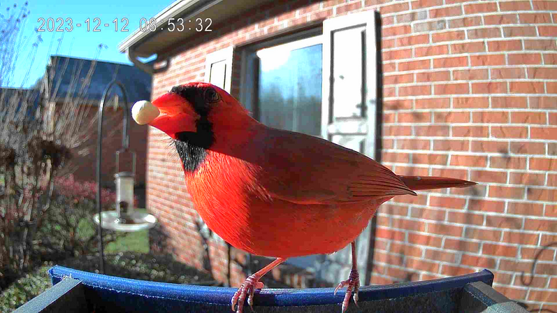 JCS Wildlife