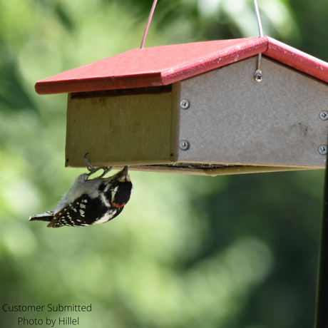 Hillel's photograph of a Downy Woodpecker at a bird feeder with a red roof and gray body, featuring its black and white plumage, red marking and sharp claws.
