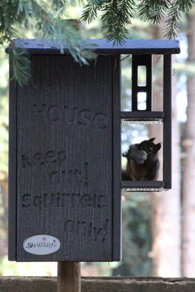Photograph of a dark gray JCS Wildlife squirrel house with a squirrel inside clutching food a carved Keep Out Squirrels Only sign and a blurred background of evergreen trees
