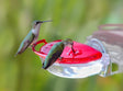 JCS Wildlife