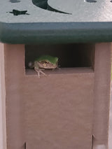 Photograph of a green tree frog in a taupe-colored birdhouse with a dark green moon-shaped top showing vibrant green skin and small brown eyes
