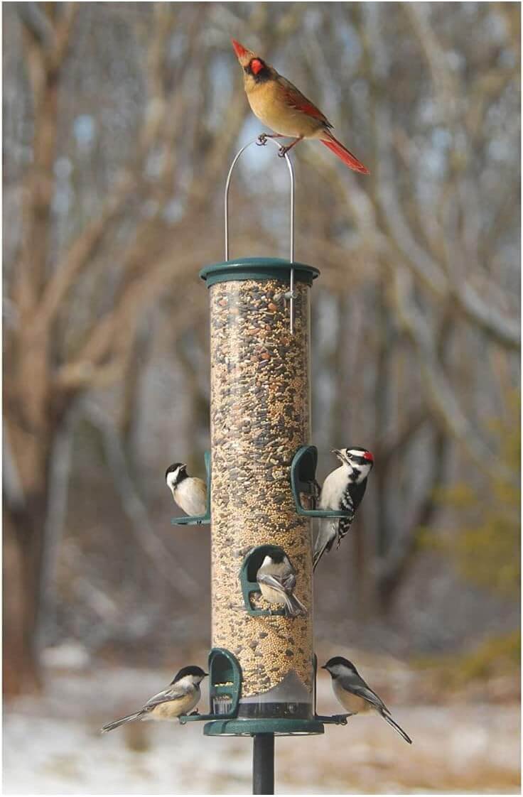 JCS Wildlife