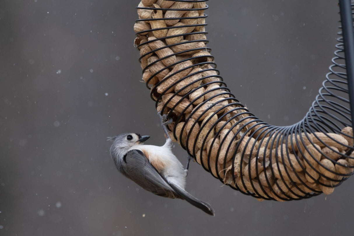 JCS Wildlife