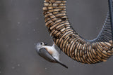 JCS Wildlife