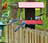 Photo by Lara: Blue Jays and a Cardinal at a red bird feeder on a wooden fence with vibrant blue jay tail feathers and a bright red cardinal against a green background
