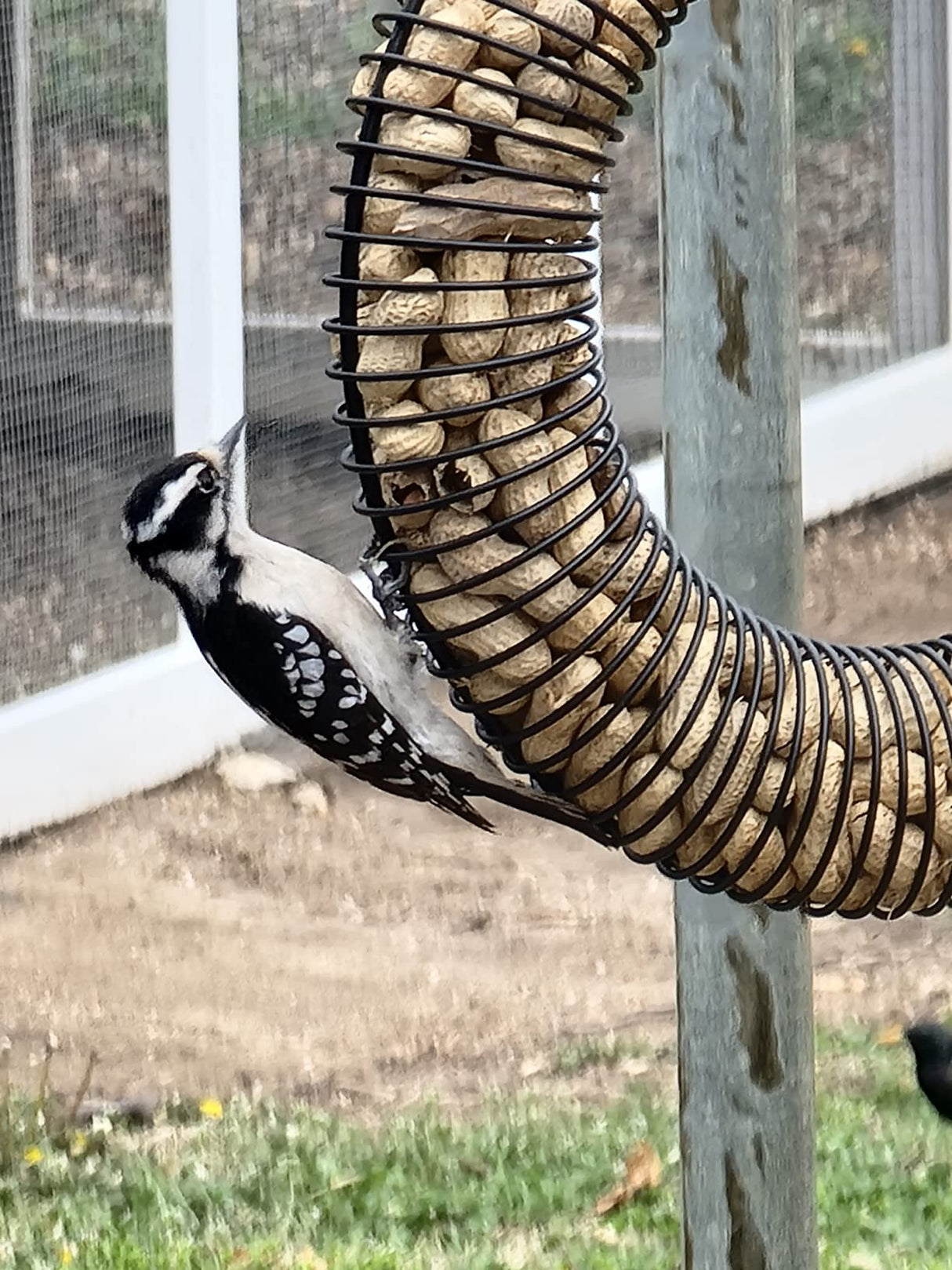 JCS Wildlife