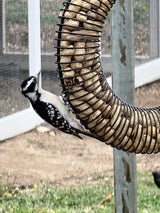 JCS Wildlife