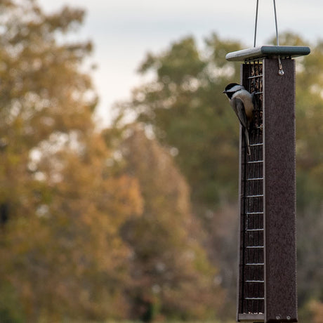 Photograph of a Carolina chickadee on a dark brown bird feeder against a backdrop of autumnal trees with blurred fall foliage and muted gold and brown tones
