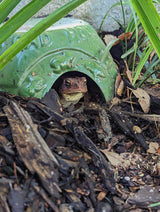 JCS Wildlife