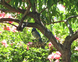 JCS Wildlife