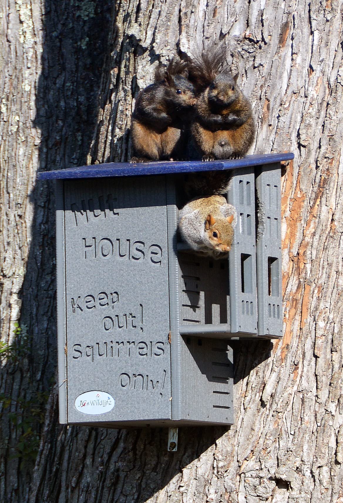 Photograph three gray squirrels on a gray birdhouse attached to a tree trunk  the birdhouse has a blue roof and the words Nut House keep out squirrels only engraved on it  two squirrels are perched on top one is inside a compartment