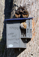 Photograph three gray squirrels on a gray birdhouse attached to a tree trunk  the birdhouse has a blue roof and the words Nut House keep out squirrels only engraved on it  two squirrels are perched on top one is inside a compartment