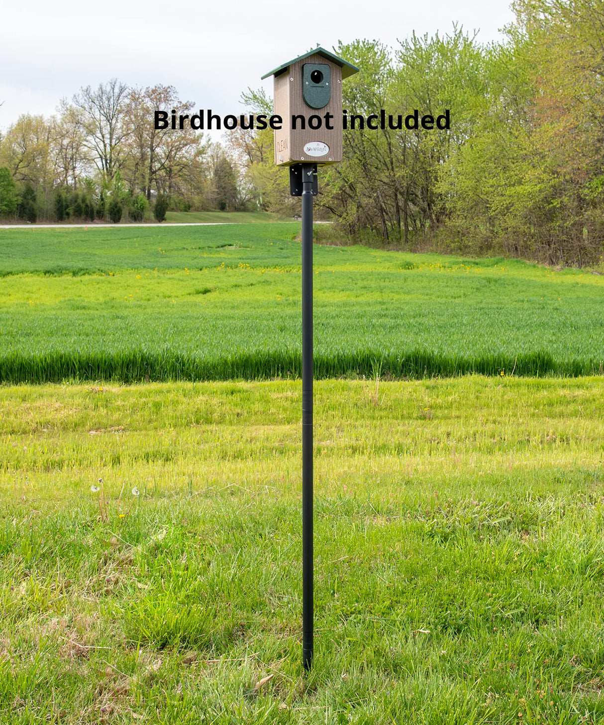 Photograph of a birdhouse mounted on a black metal post in a grassy field with trees and a distant road showcasing vibrant green wheat fields and fluffy dandelion seed heads