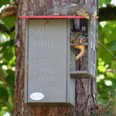 Photograph of three gray squirrels in a gray and red squirrel house attached to a tree featuring the words birdhouse keep out squirrels only a small white sticker and reddish brown tree bark