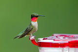 JCS Wildlife
