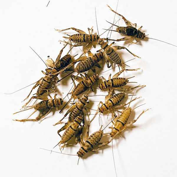 JCS Wildlife