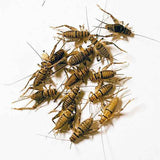 JCS Wildlife