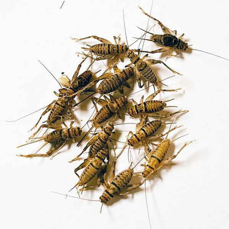 JCS Wildlife