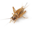 JCS Wildlife
