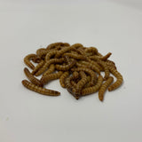 JCS Wildlife