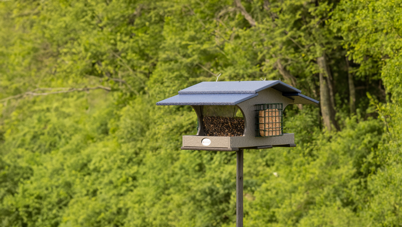 A bird feeder with a blue roof set against a lush green background, designed for attracting various bird species.