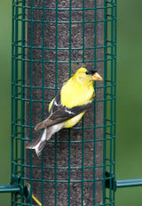 Brome Squirrel Buster Finch Squirrel Proof 1016 Bird Feeder