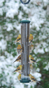 JCS Wildlife