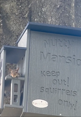 Photograph of a grey squirrel inside a grey JCs Wildilfe Nutty Mansion squirrel feeder attached to a tree featuring the words Keep Out Squirrels Only and a small, oval logo