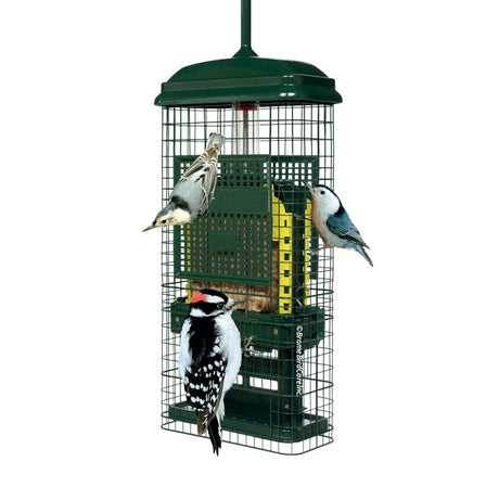 Brome Squirrel Buster Suet Bird Feeder 1106 with birds perched, demonstrating squirrel-proof features.