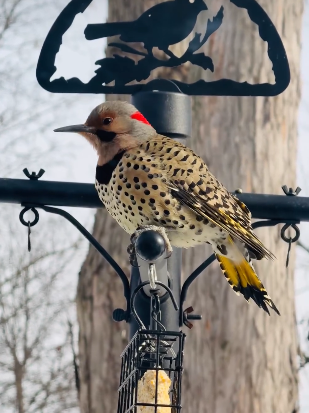 Photograph Northern Flicker bird on a backyard bird feeder with a metal bird silhouette above it featuring a bright red crown yellow tail feathers and black spots against a snowy background
