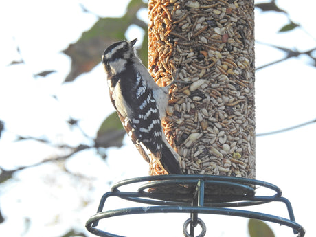 Photograph Downy Woodpecker on a bird feeder filled with sunflower seeds mealworms and nuts showing its black and white plumage and a green metal stand
