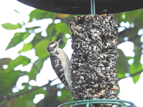 Photograph of a Downy Woodpecker on a backyard bird feeder amongst green leaves featuring a black and white speckled bird a dark cylindrical suet cake and bright green feeder
