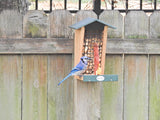 Blue Jay at JCS Wildlife Double Snacker Squirrel Feeder with whole-shell peanuts, showcasing its attractive design.