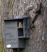 Photograph of four gray squirrels interacting with a gray Nut House squirrel feeder attached to a tree trunk featuring the text Keep out! Squirrels only! and showcasing a dark blue roof, intricate detailing, and bushy gray tails
