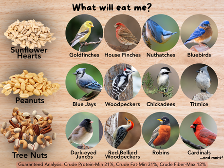 Informational graphic depicting various bird species including blue jays, woodpeckers, and cardinals enjoying sunflower hearts, peanuts, and tree nuts on a wood background
