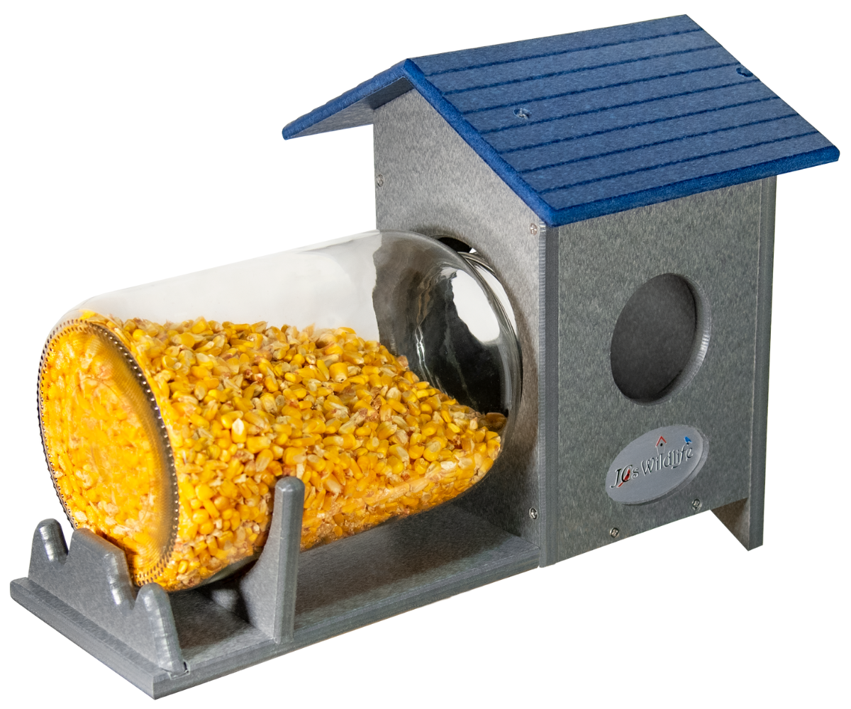 JCS Wildlife Squirrel Under Glass Mason Jar Peanut and Loose Corn Squirrel Feeder filled with corn