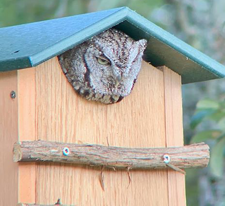 Screech Owl peeking out from JCS Wildlife Cedar Screech Owl Nest Box with Poly Lumber Roof.