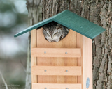 Screech owl peering out of JCS Wildlife Cedar Screech Owl Nest Box with Poly Lumber Roof on tree.