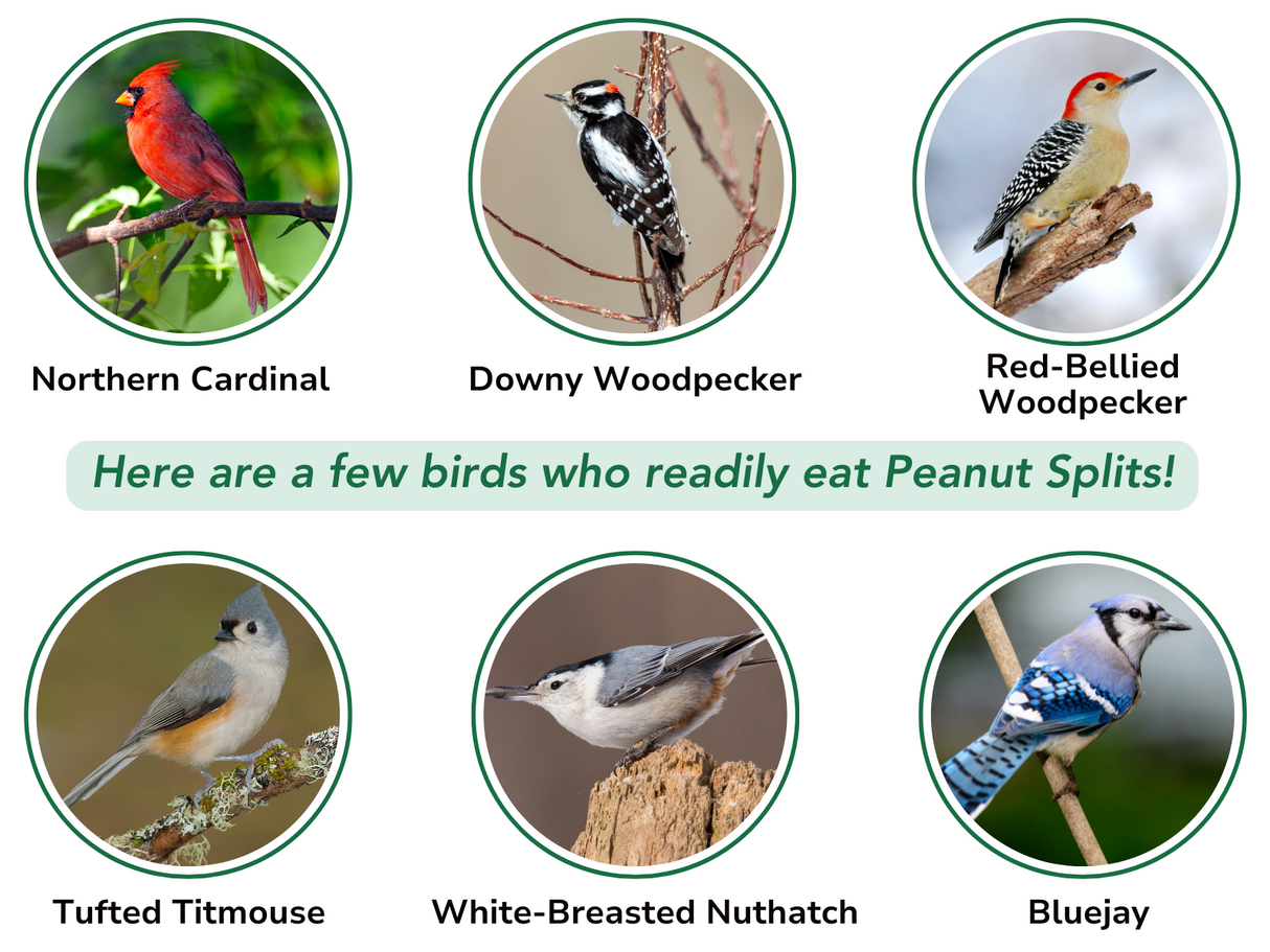 JCS Wildlife
