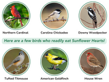 JCS Wildlife