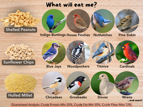 Digital illustration showing shelled peanuts, sunflower chips, and hulled millet attracting various bird species including vibrant blue jays, bright red cardinals, and black-capped chickadees on a wood background
