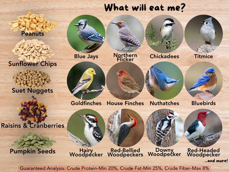 Informational graphic depicting various bird species including blue jays, chickadees, and woodpeckers near food sources such as peanuts, sunflower seeds, and cranberries showcasing vibrant plumage and detailed markings
