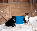 Two dogs sitting next to a blue API 16-gallon heated bucket inside a snowy barn.