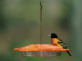 JCS Wildlife