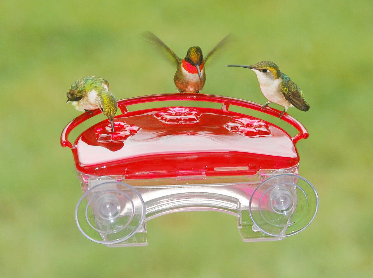Aspects 407 Jewel Box Window Hummingbird Feeder, 8 Oz.