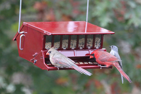 Red squirrel proof bird feeder with weight sensitive perches, two red birds and a gray bird feeding.