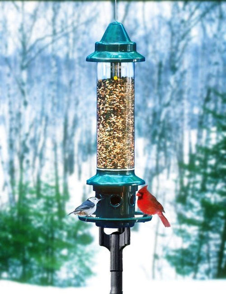 Brome 1024 Squirrel Buster Plus Bird Feeder with Pole Adapter Kit and birds feeding in winter forest