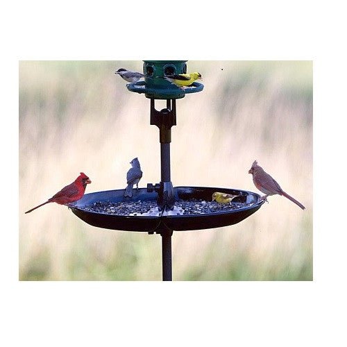 Various birds perching and feeding on the Brome Bird Care Seed Buster Seed Tray Catcher that eliminates ground mess.
