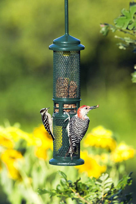 Two woodpeckers feeding from a Brome Squirrel Buster Nut Feeder 1053 in a garden with yellow flowers